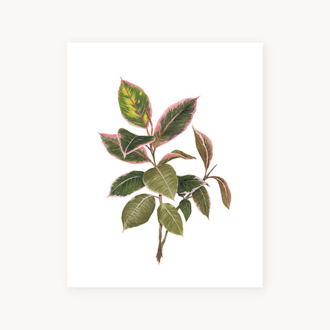 Ficus Elastica Art Print